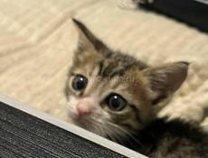 Отдам в добрые руки 