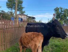 Продаю корову 