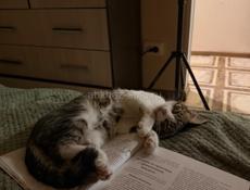 Котенок мальчик в добрые руки 