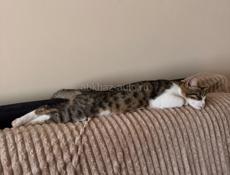 Котенок мальчик в добрые руки 