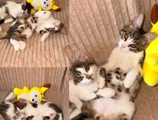 Котенок мальчик в добрые руки 