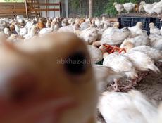 Продаются индюшки р. Очамчира с илор все по телефону