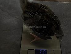 индюшата