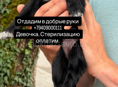 Дарим щенка 