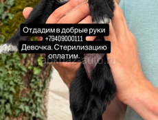 Дарим щенка 