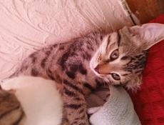 Котята
