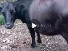 Продается телка в Пшапе 