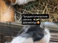 продается розетчатая свинка