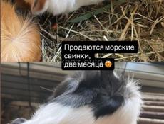 продается розетчатая свинка