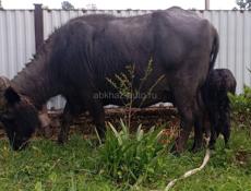 🐃