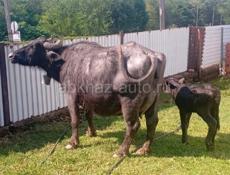 🐃