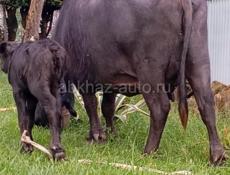 🐃