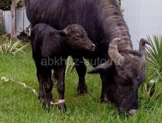 🐃
