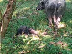 🐃