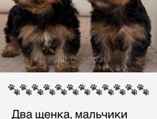 щенки йоркширского терьера
