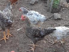 Продаются куры
