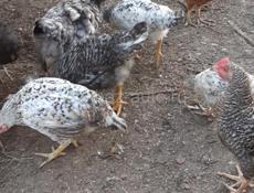 Продаются куры