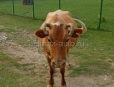 Корова на мясо кг 140