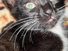 Отдаю котенка