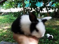 Декоративные кролики 