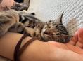 Котенок 