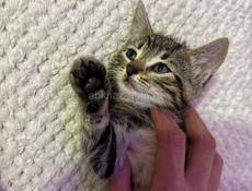 Котенок