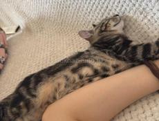 Котенок