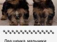щенки йоркширского терьера