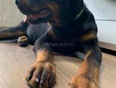 щенок королевского ротвейлера