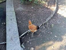Домашние куры