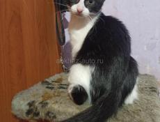 Котята 3 месяца