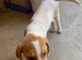 Щенок девочка 