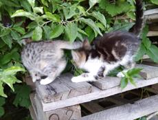 Котята