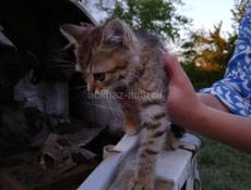 Котята