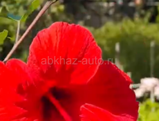 Китайская Роза