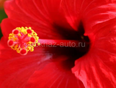 Китайская Роза