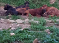 Бычки и козы 🐐 