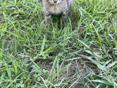 В добрые руки 