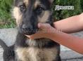 Немецкая овчарка