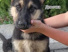 Немецкая овчарка
