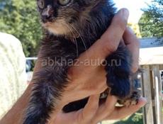 Котятки 