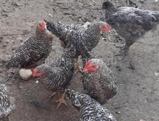 Продаются куры