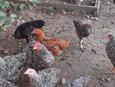 Продаются куры