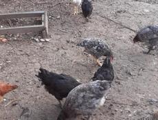 Продаются куры