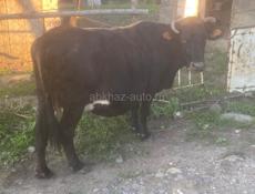 Продам корову