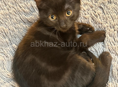 Отдам кошку в добрые руки