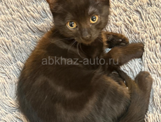 Отдам кошку в добрые руки