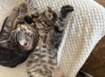 2 котенка в добрые руки 