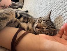2 котенка в добрые руки