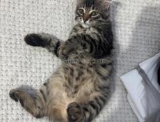 2 котенка в добрые руки
